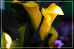 CRW_7897