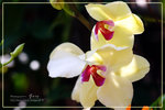 CRW_7919