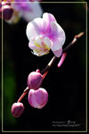CRW_7924