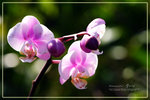 CRW_7925