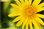 CRW_7932