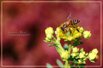 CRW_7935
