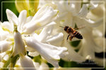 CRW_7958