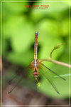 CRW_8743