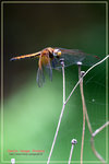 CRW_8825