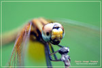 CRW_8833