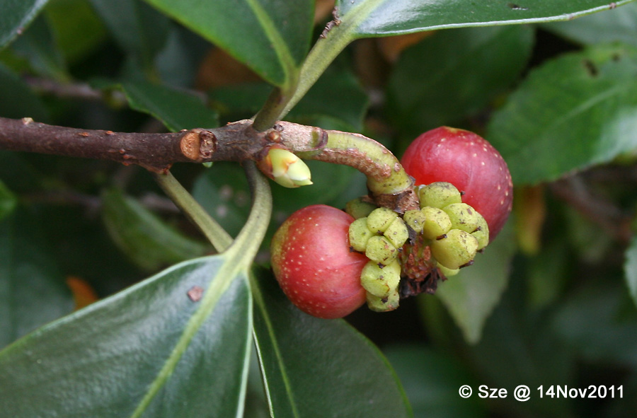 异形南五味子,过山龙藤 Kadsura heteroclita 五