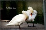 IMG_7403ps_nEO_IMG