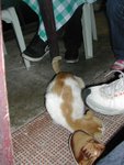�̰��ߥ�Y���A�\�����S�O�Ż�,�Y�ݥΧڦad�c��R��,����