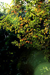 DPP_0001