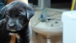 dog boy 1