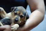 dog girl 3