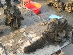 IMG_0490