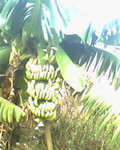 IMG0018A