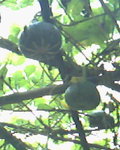 IMG0032A