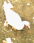 IMG0033A