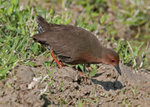 Ruddy-Breasted Crake - ���ݥ��� 