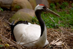 Incubation
