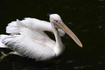 

Pelican-01