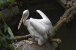 

Pelican-02