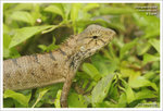 Changeable lizard  �ܦ��h