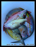 the catchES of the day  ; )