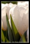 DSC_0104C1