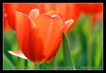 DSC_0114C1