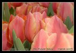 DSC_0161C2