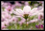 DSC_0205C1