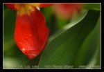 DSC_0303C2