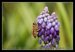 DSC_0412C2