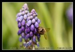 DSC_0421C2
