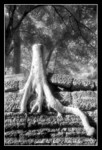 ta prohm
