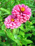 120_2033sv