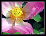 129_2942sc