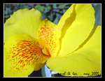 129_2950sc