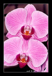 large pink phalaenopsis (10cm W)