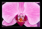 large pink phalaenopsis (10cm W)