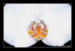 large white phalaenopsis (10cm W)
