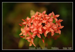 DSC_0180C1