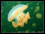 P1010567C1