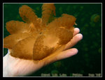 so surreal to be able to touch jellyfish
