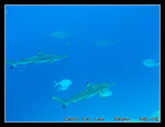 black-tip sharks