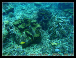 giant clams