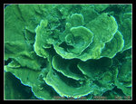 rose coral