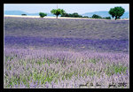 valensole