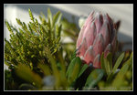 happy flowers picked up at the local market