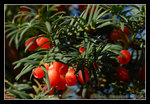 DSC_0770C1