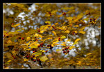 DSC_0855C1